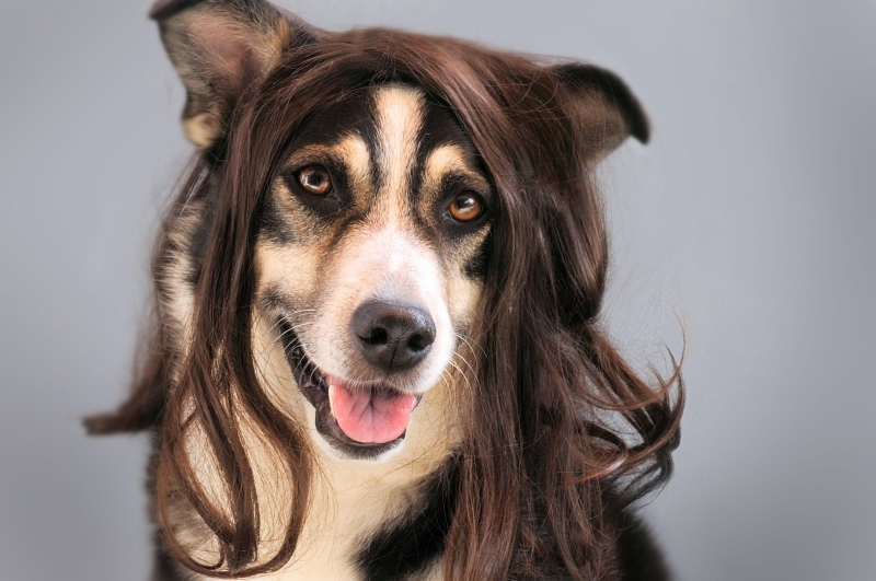 coiffure-LA PENNE-min_dog-1776721